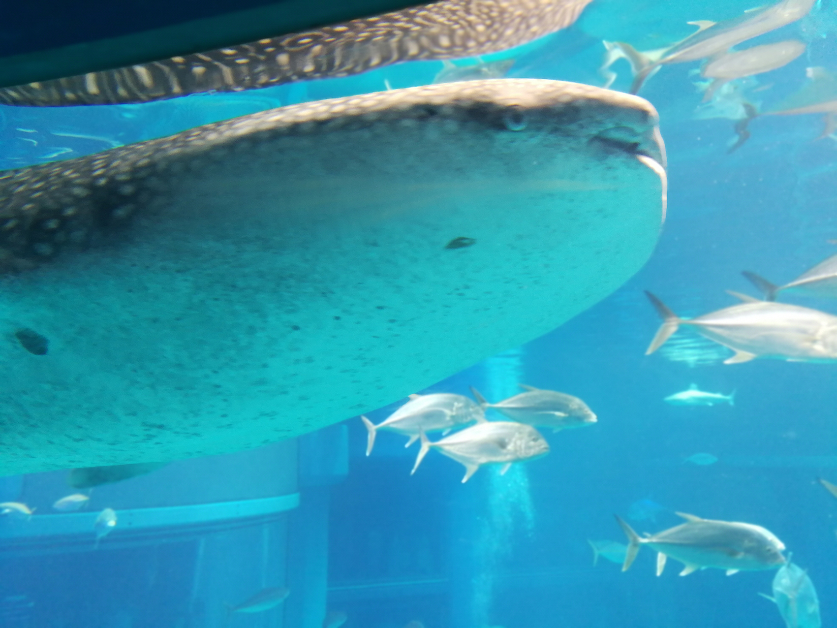 日本乐高亲子游,日本乐高亲子游玩中心在哪