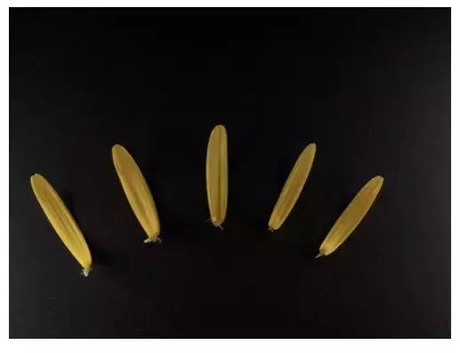 手机拍摄九宫格,手机摄影九宫格怎么设置