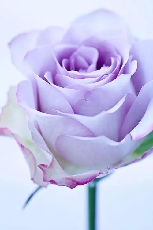 七夕节送花关于颜色的寓意,送花朵数讲究