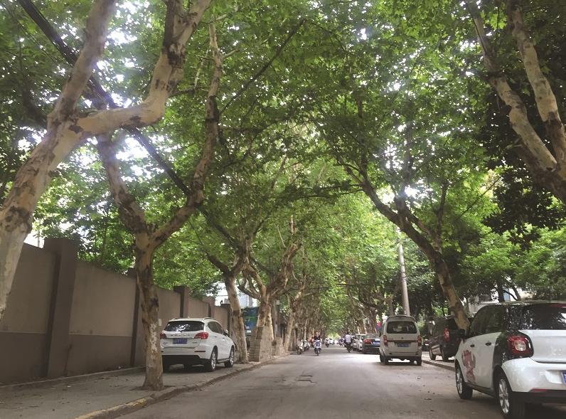 夏天太热？70条林阴道为锡城撑起“绿伞”凉风美景