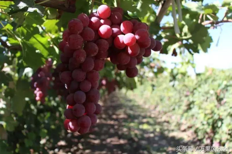 55元一斤的水果有哪些,5-6元一斤的水果有哪些