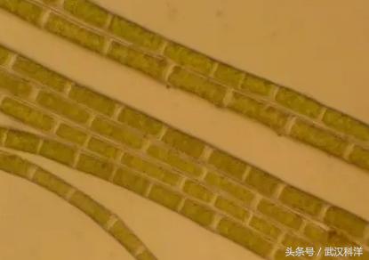 海边常见藻类植物图片,藻类植物常见的有什么