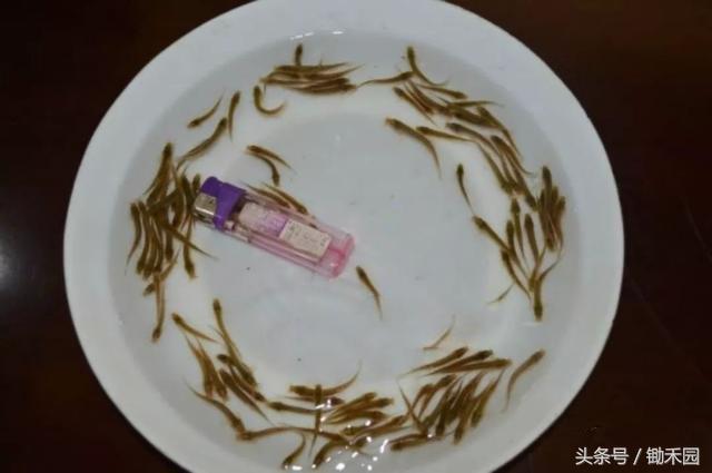 今年养泥鳅好还是鱼苗好,养殖泥鳅怎样才能赚钱