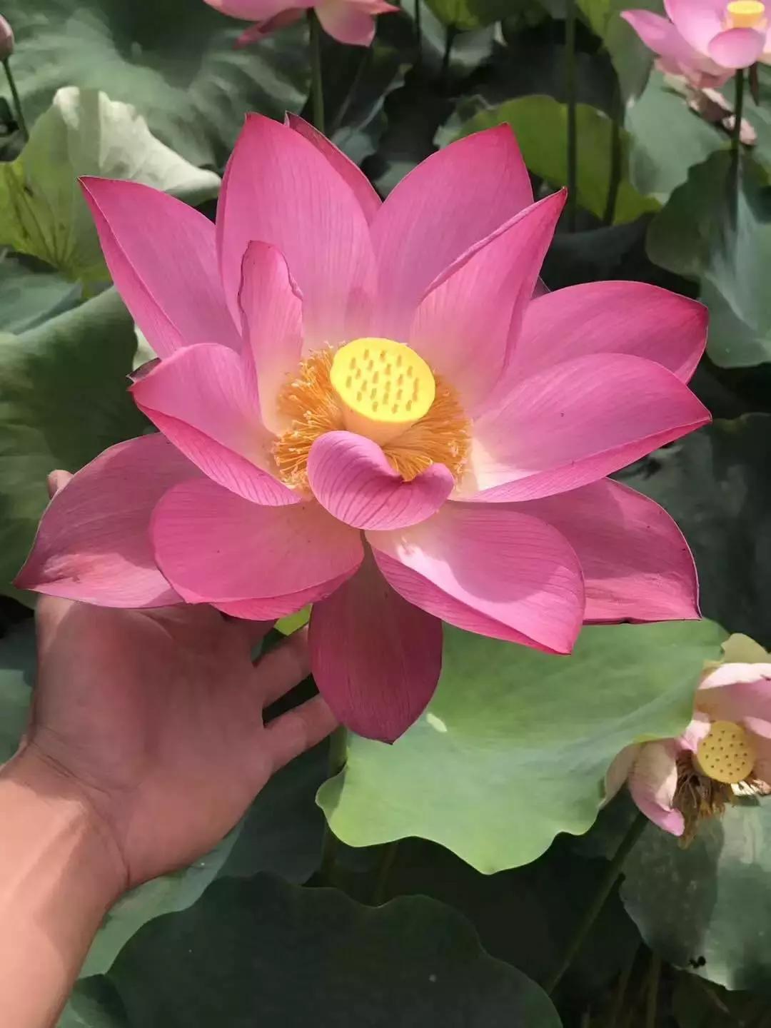 90鍚庢柊鍐滀汉鍏婚浮,8090鍚庣殑鐢板洯鐢熸椿