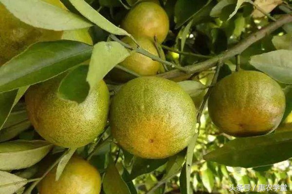 虱螨脲杀柑橘锈壁虱使用方法用量,柑橘锈壁虱防治用代森锌有效果吗