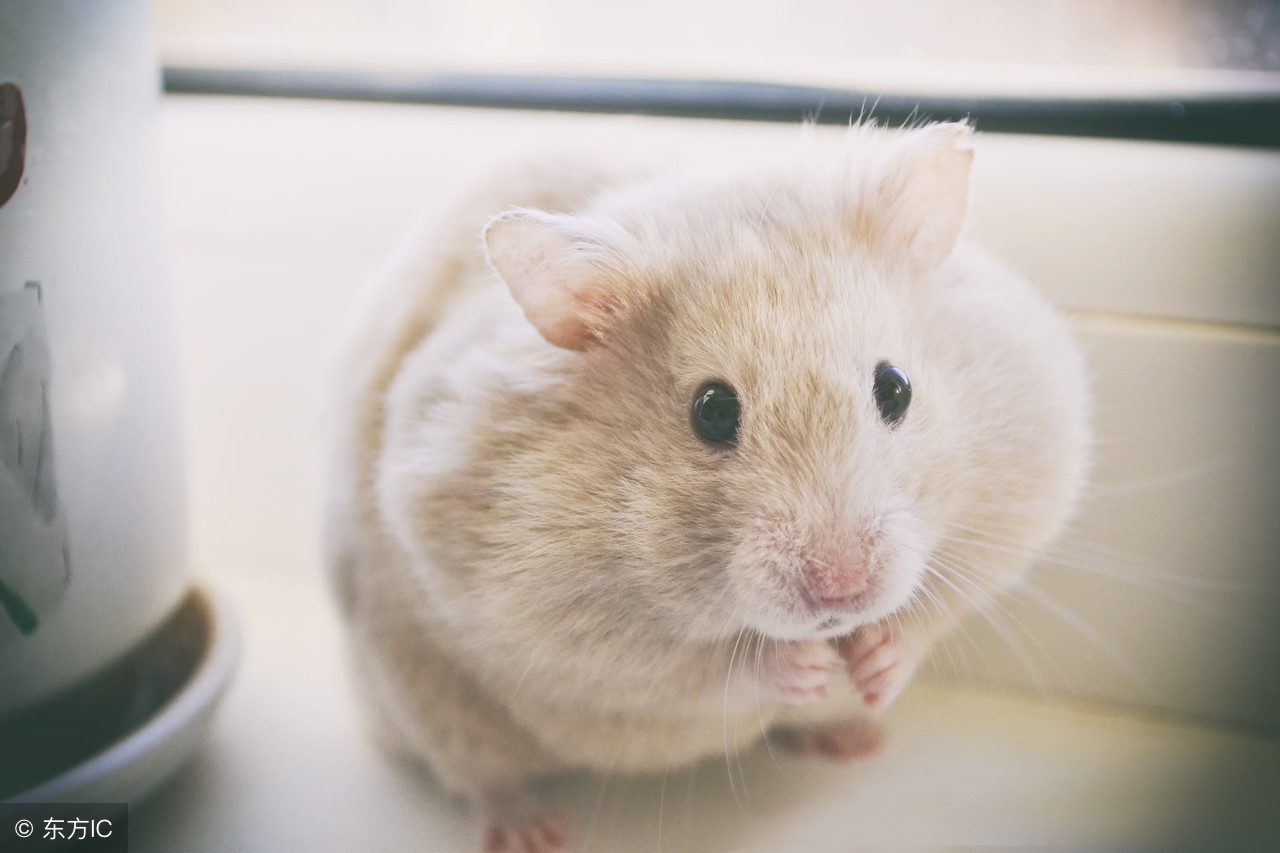 仓鼠可以吃什么不可以吃什么食物,仓鼠能吃和不能吃的食物总结表