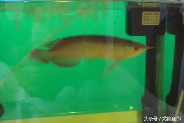 龙鱼撞缸失鳔抢救多久能恢复,龙鱼失鳔最急用的方法