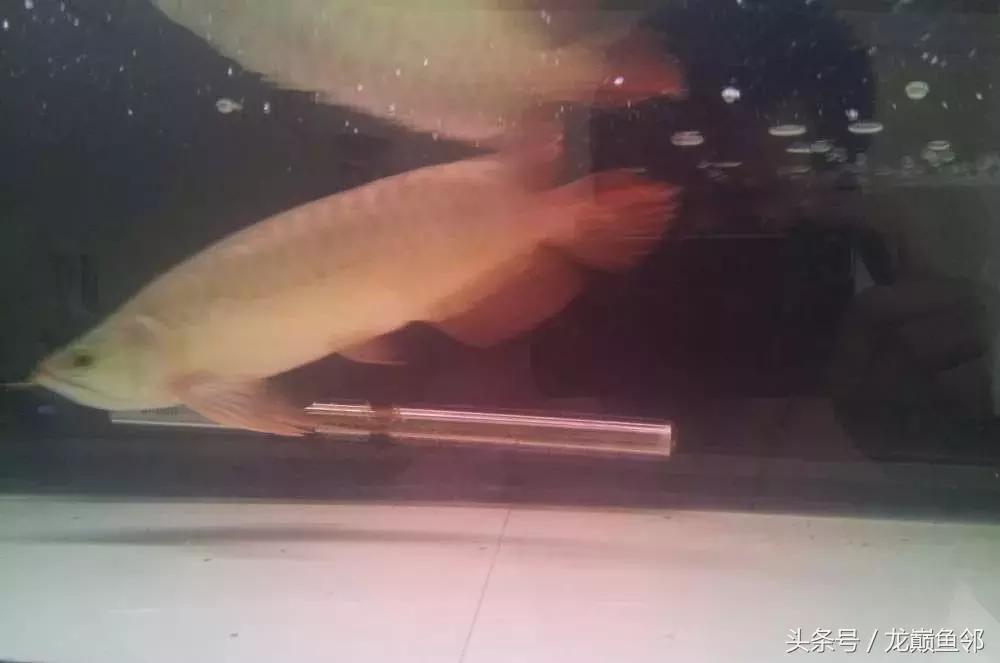 龙鱼撞缸失鳔抢救多久能恢复,龙鱼失鳔最急用的方法