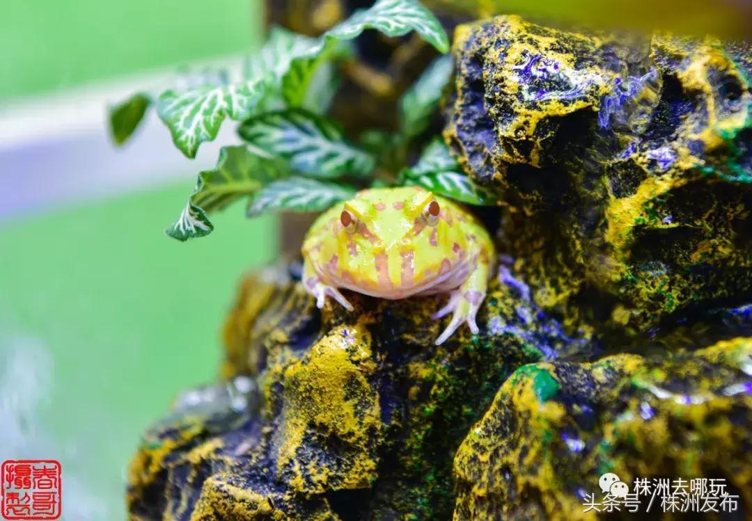 株洲好玩的生态园,株洲玩的地方推荐动物园