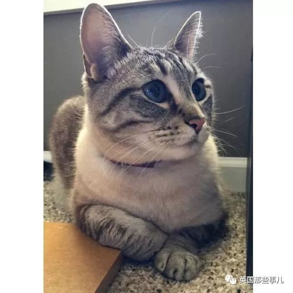 喵星人沉迷吸桃不能自拔……嗯……连颗桃子都有猫了啊！