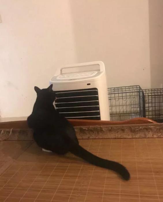 猫到底知不知道自己是什么动物,猫是否知道自己是猫