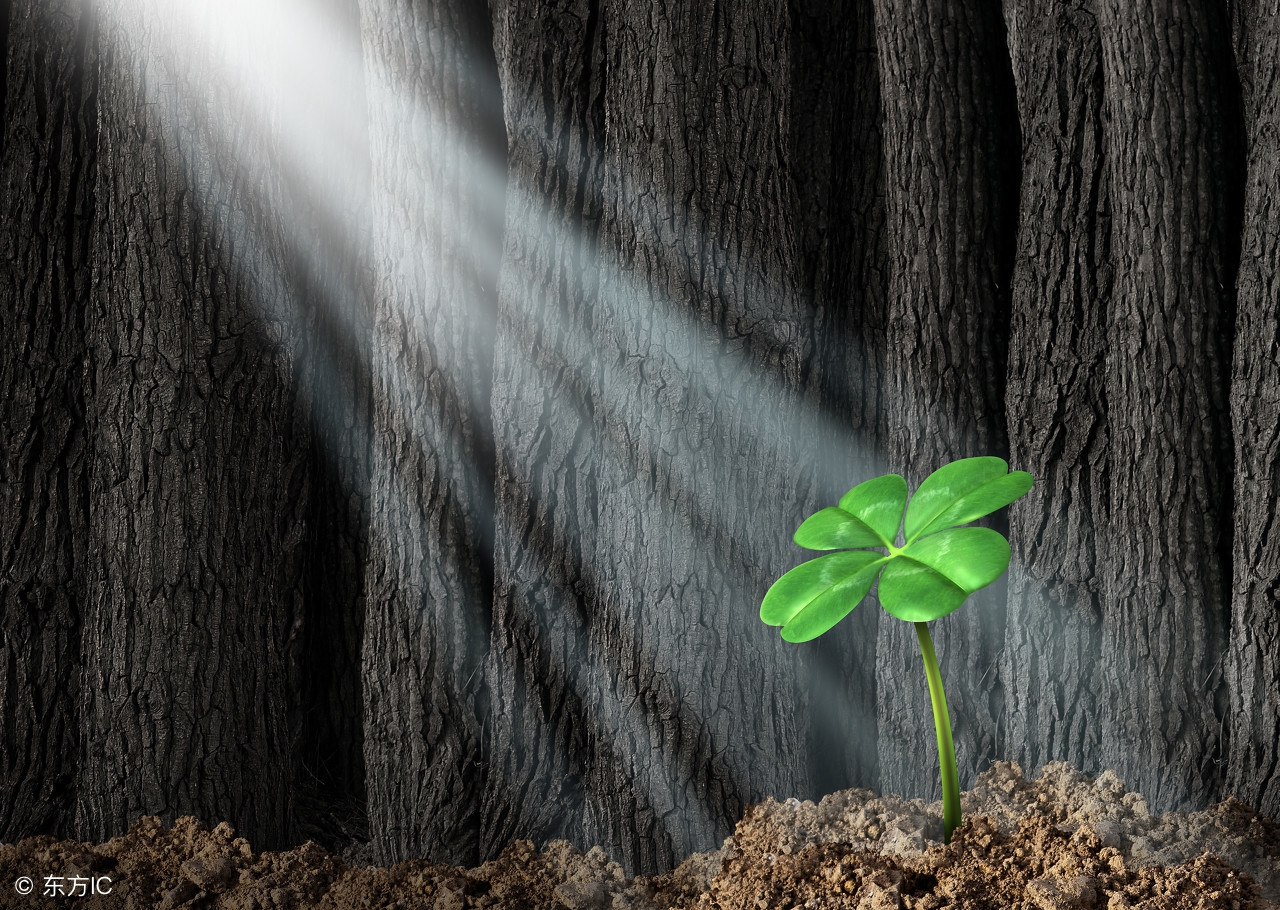 十大赚钱冷门项目排名最新,闷声发大财的冷门项目