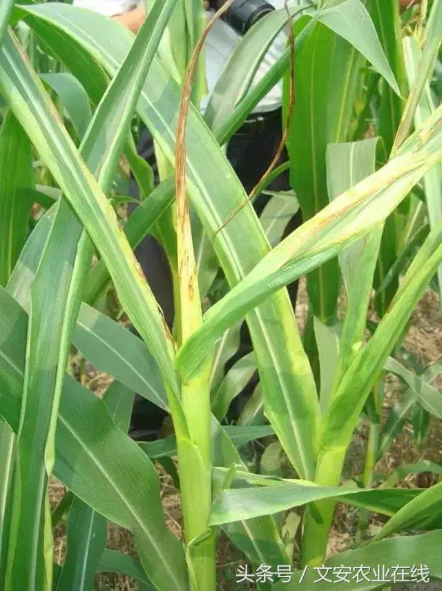玉米什么时间防治害虫,玉米六月份防治什么病虫害