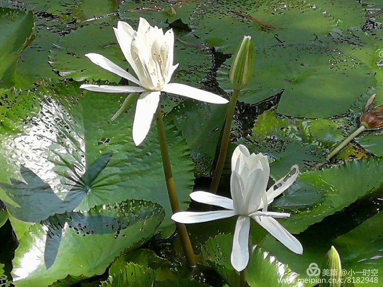 花花世界迷人景色,五颜六色的睡莲绽放好惊艳