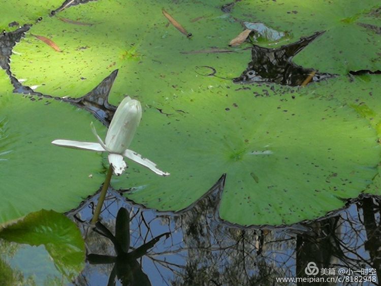 花花世界迷人景色,五颜六色的睡莲绽放好惊艳