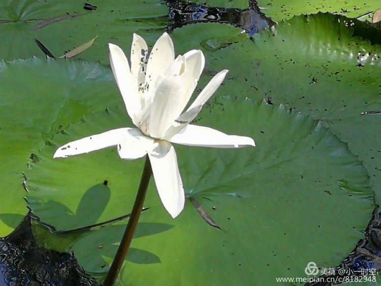 花花世界迷人景色,五颜六色的睡莲绽放好惊艳