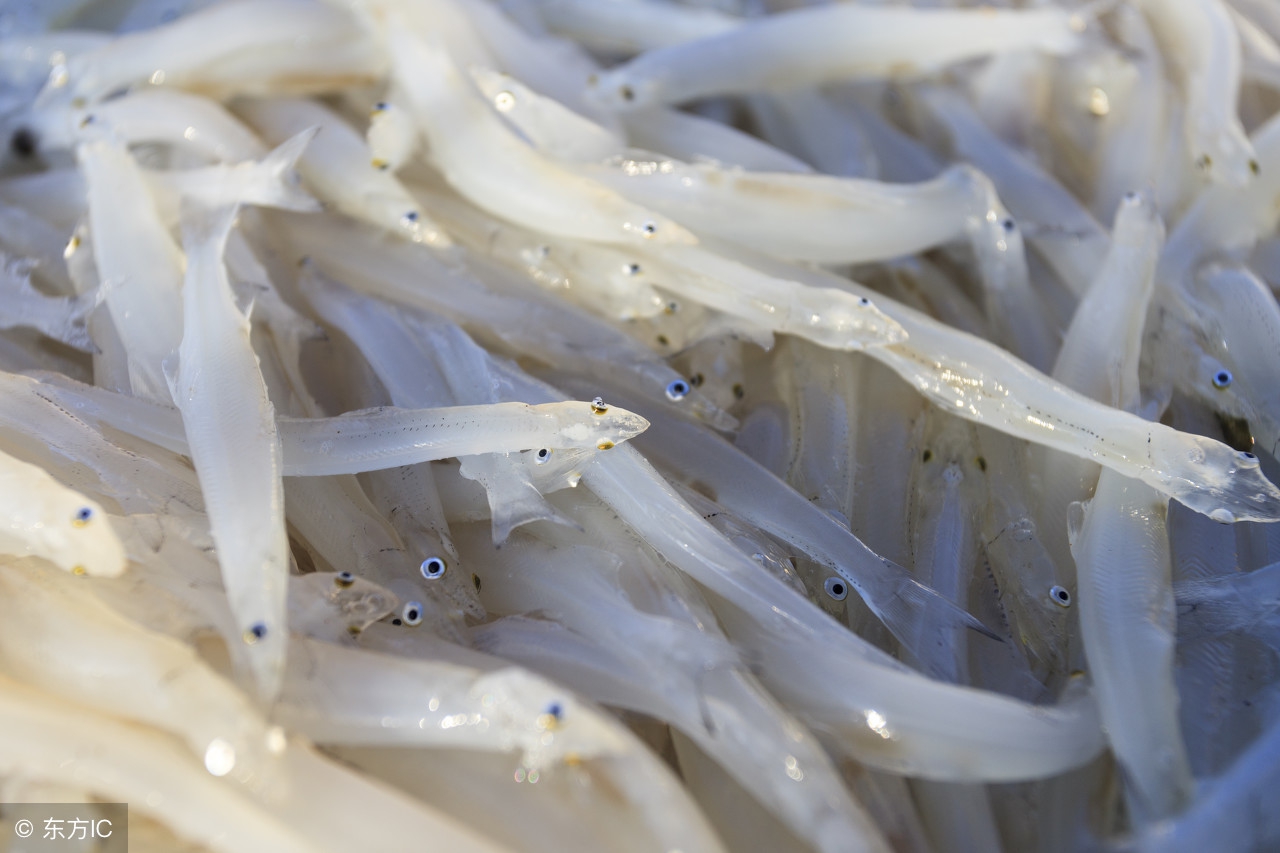 这种鱼养肾防癌堪称水中人参,身体有金色营养价值很高的淡水鱼