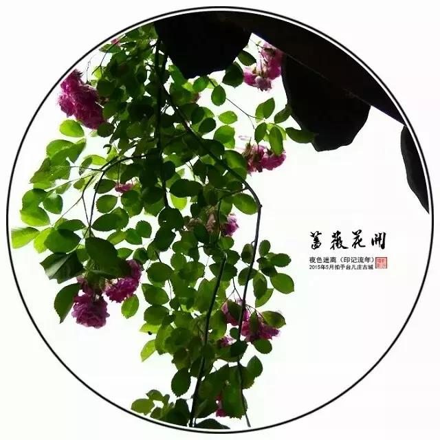 前缘如梦听书全集,前缘如梦小说全名