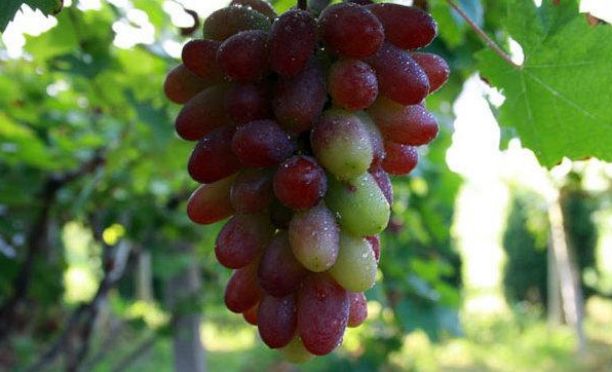 贵阳周边采摘水晶葡萄的地方,贵阳葡萄采摘地点推荐