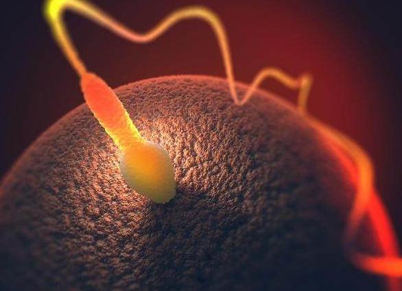 精子进入女人体内没有“受精”，去哪了呢？看完你就明白了