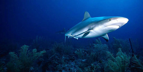 动物眼中的人类有多可怕,动物眼中的世界居然是这样