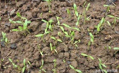 怎样种植芹菜和香菜,怎么种香菜韭菜视频