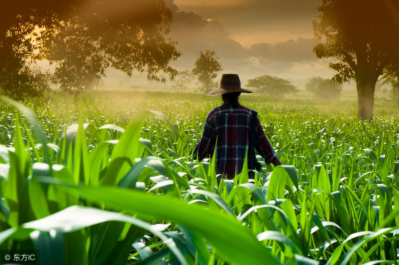 军统女间谍嫁给老农,日本女间谍嫁给八路军