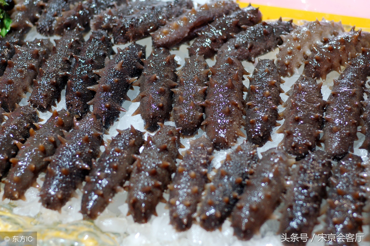 今年大连海参涨钱了吗,大连海参现在市场价格多少钱一斤