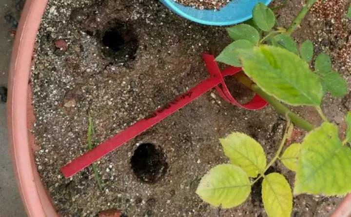 如何防止盆底烂根发生,十种不烂根的盆底垫