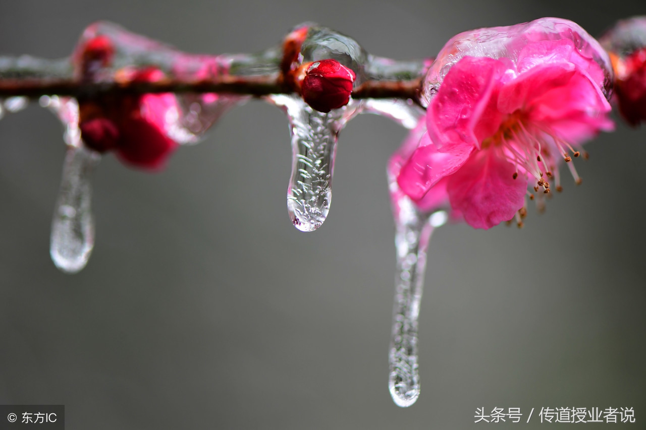 关于梅花的诗句梅花香自苦寒来,描写梅花的古诗10首关于梅花