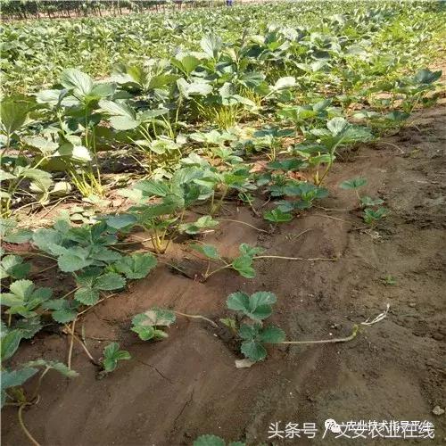 草莓死苗原因,草莓死苗原因及防治
