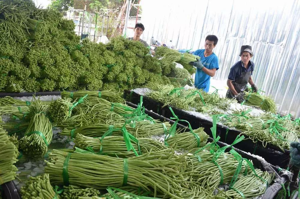 绿色豇豆怎么炒好吃,广西合浦豇豆