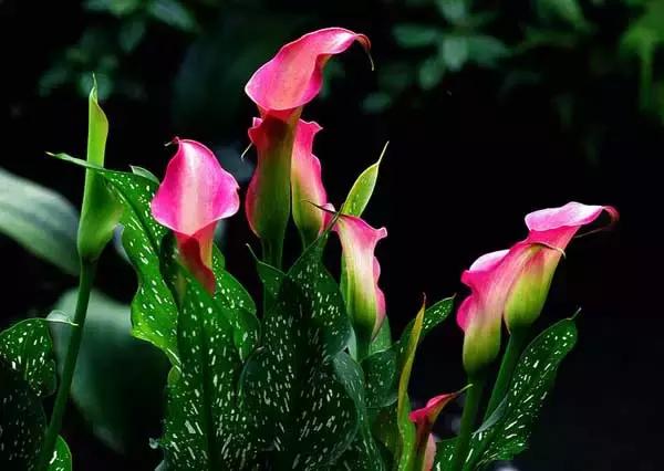 多姿多彩马蹄莲,彩色马蹄莲优雅高贵