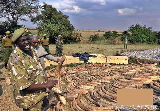 犀牛角对比图片,原生犀牛角的特征与图片