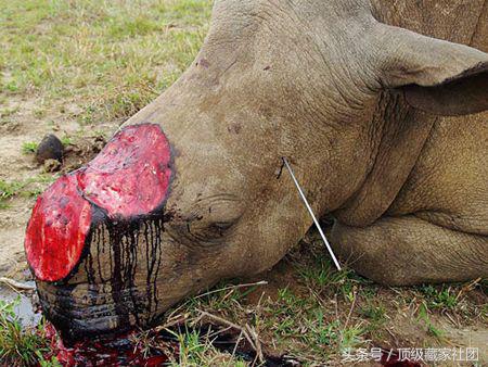 犀牛角对比图片,原生犀牛角的特征与图片