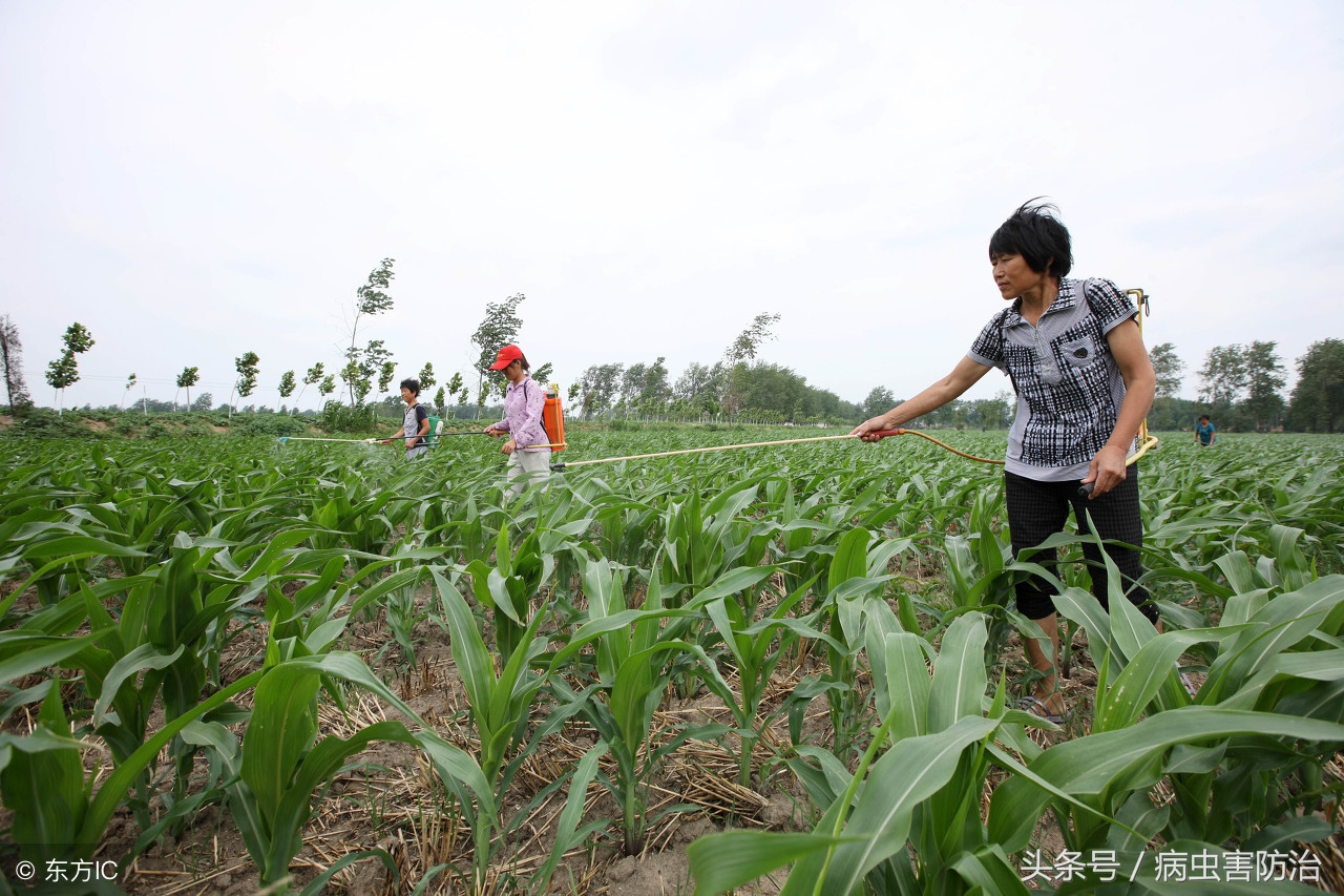 除草剂速查表,蔬菜除草常用农药一览表