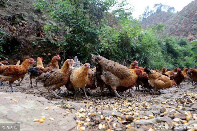 养鸡秘诀：老兽医留下的十个家禽感冒巧用方，养鸡人收藏一下吧