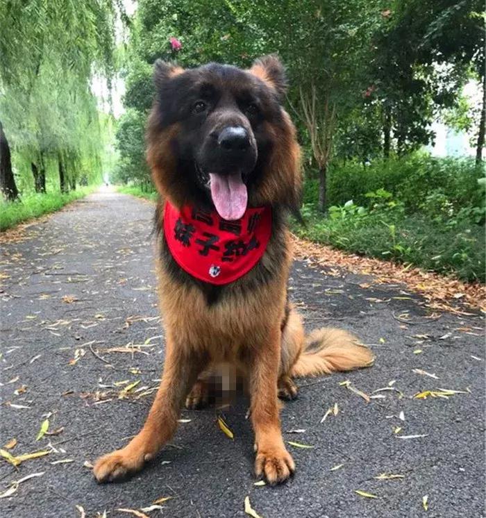 德国牧羊犬如何才可以在城市里养,德国牧羊犬不适合当宠物的原因