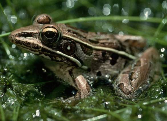 曝光6个适合农村人致富项目,农村特种种植致富项目有哪些
