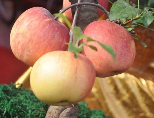 曝光6个适合农村人致富项目,农村特种种植致富项目有哪些