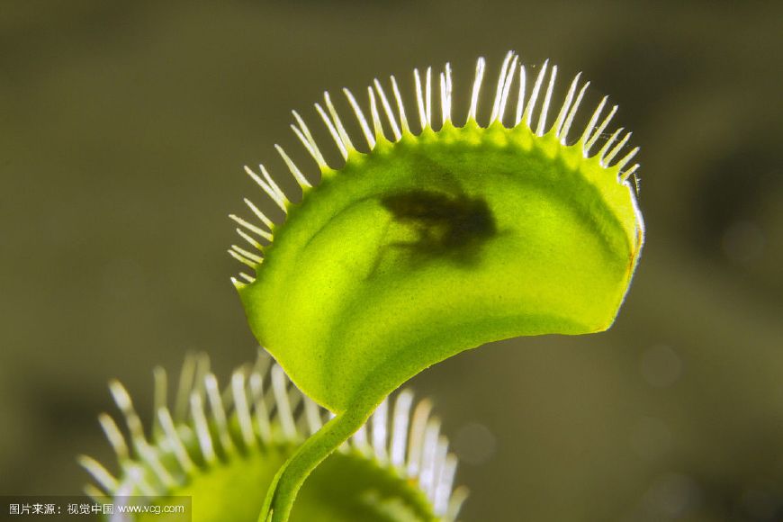 吃苍蝇蚊子的植物是什么植物,十种不同的吃小动物的植物