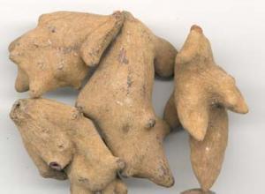 每日一本草,每日一本草竹茹