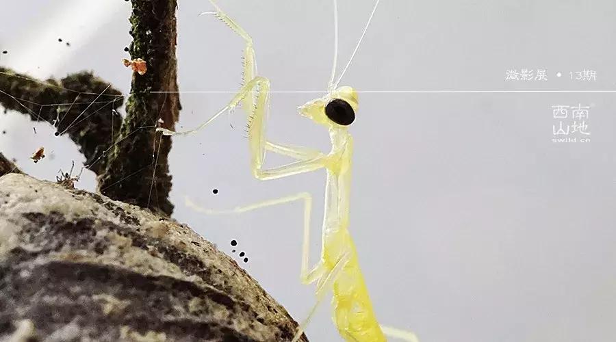 虫虫的世界简介,虫虫的世界里面一共有几种昆虫