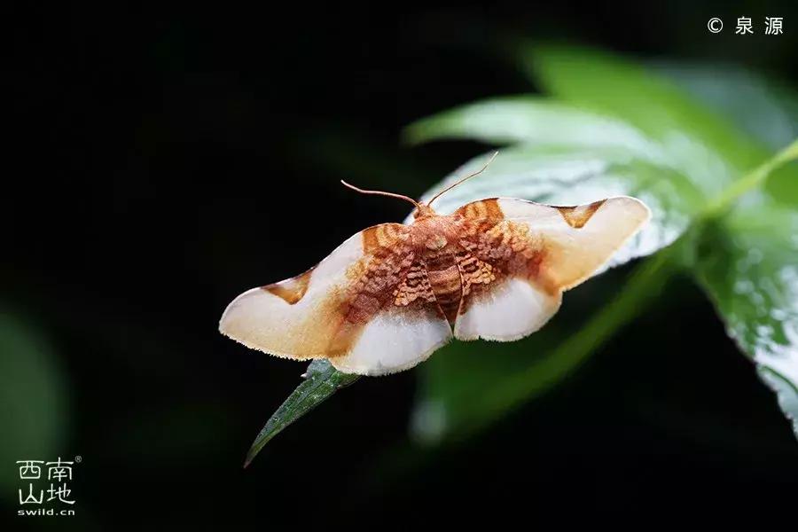 虫虫的世界简介,虫虫的世界里面一共有几种昆虫