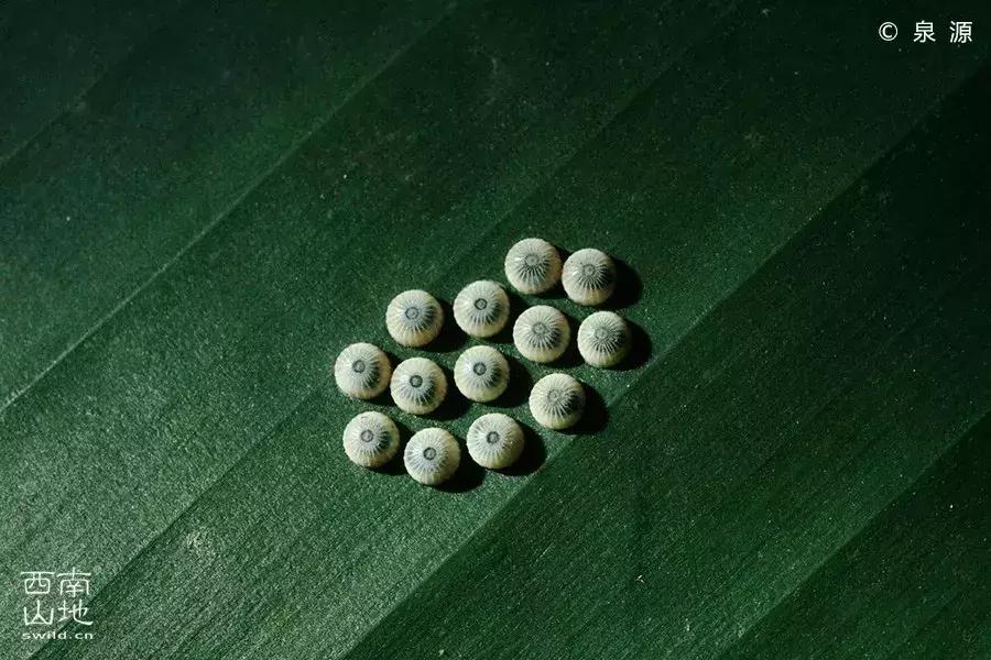 虫虫的世界简介,虫虫的世界里面一共有几种昆虫