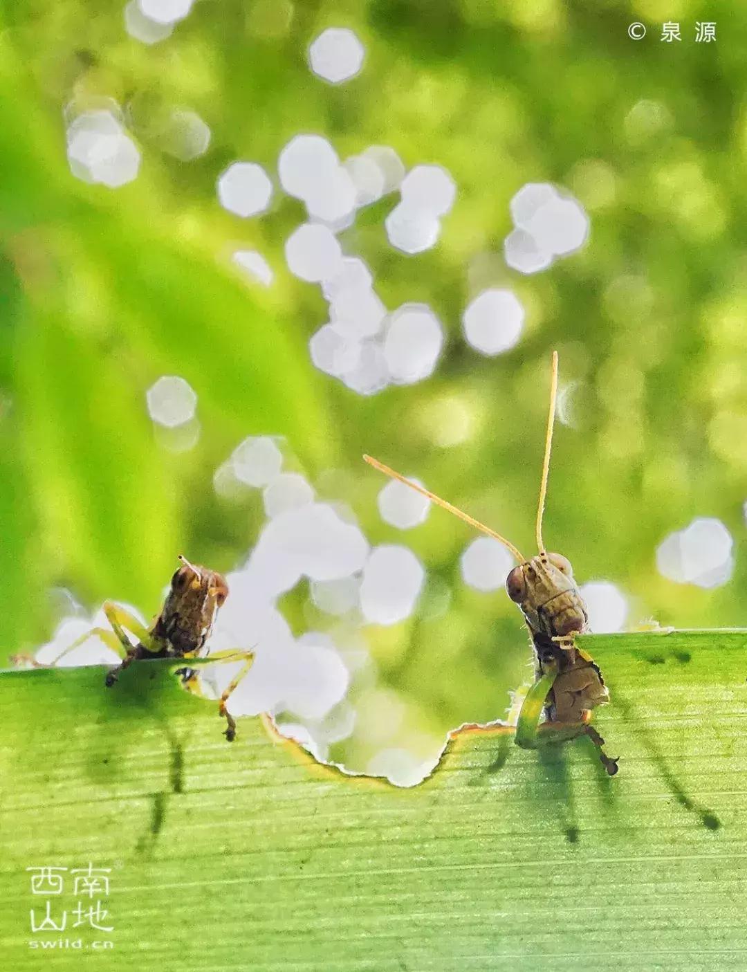 虫虫的世界简介,虫虫的世界里面一共有几种昆虫
