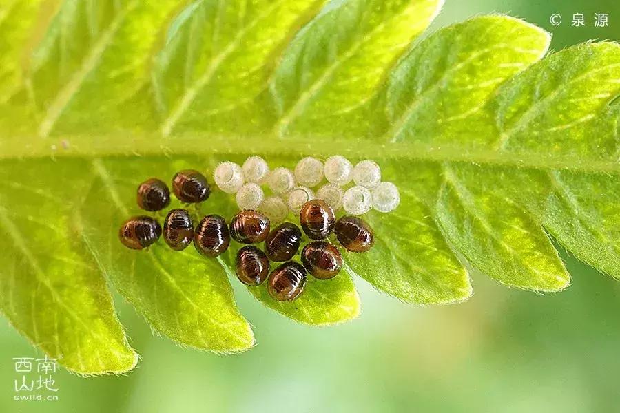 虫虫的世界简介,虫虫的世界里面一共有几种昆虫
