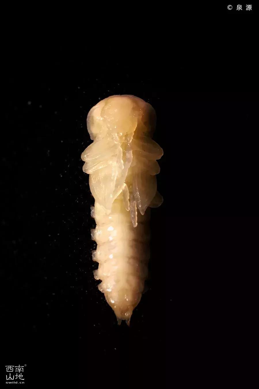 虫虫的世界简介,虫虫的世界里面一共有几种昆虫