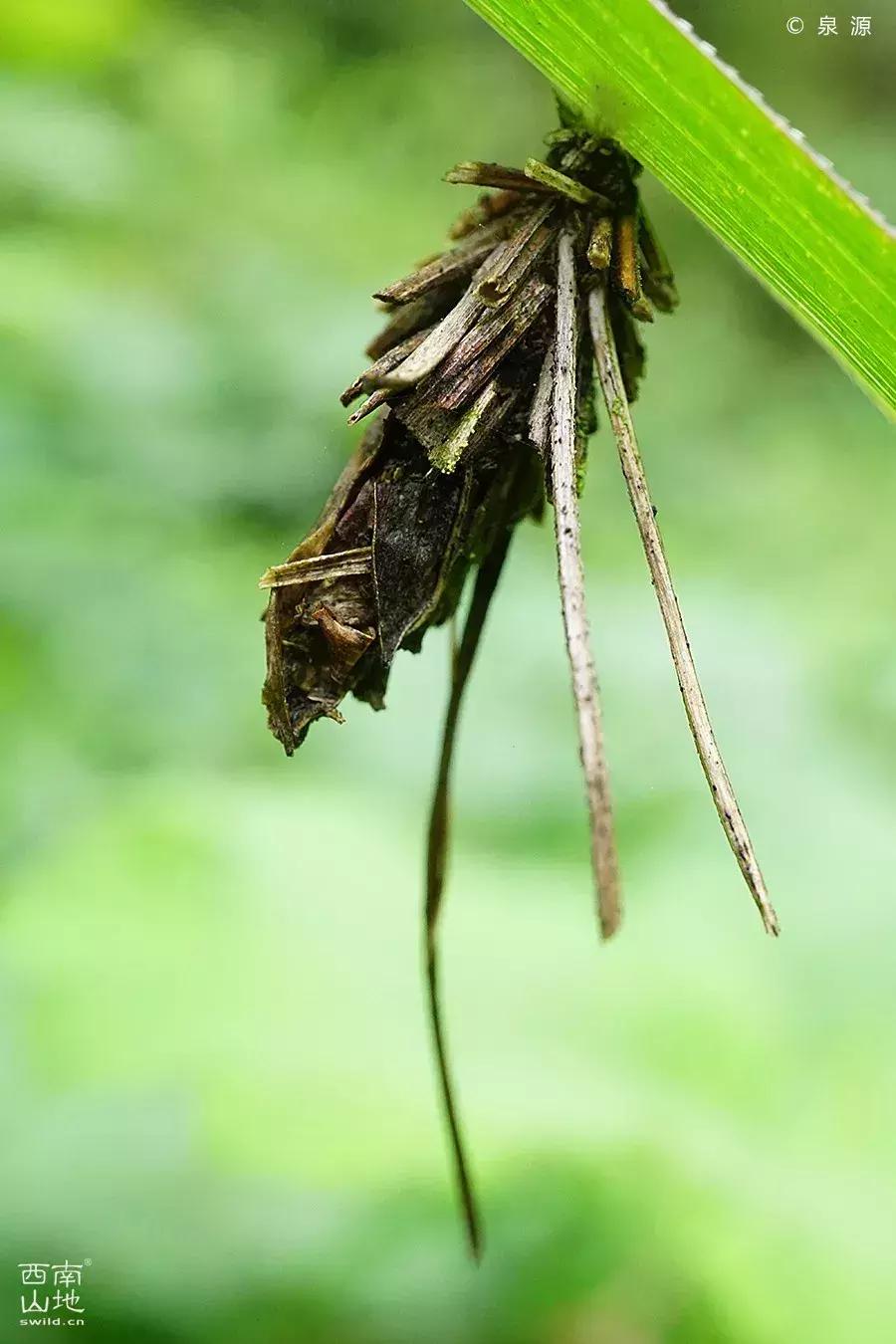 虫虫的世界简介,虫虫的世界里面一共有几种昆虫