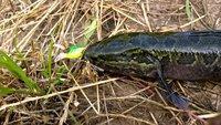 钓鲶鱼和黄辣丁的极品饵,野钓黄辣丁和黑鱼用什么饵料